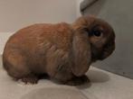 Konijnen, Dieren en Toebehoren, Konijnen