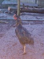 Coq, Animaux & Accessoires, Mâle, Poule ou poulet