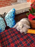 Dwergkonijn konijn konijnen leeuwenkopje ndh, Dieren en Toebehoren