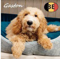 Gaston, Cockapoo (mâle) belge, Animaux & Accessoires, Chiens | Chihuahuas & Chiens de compagnie, Chien (mâle), Autres races, Commerçant