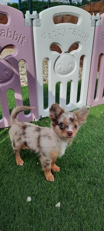 Mooie choco merle chihuahua pup, Chien (mâle), Belgique, Chihuahua, 8 à 15 semaines