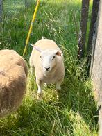 Jonge bok, Dieren en Toebehoren, Schapen, Geiten en Varkens