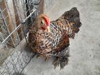 Haan, Dieren en Toebehoren, Pluimvee, Meerdere dieren, Kip
