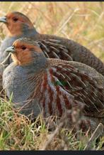 Europese patrijzen ze zijn van 2025, Dieren en Toebehoren, Meerdere dieren, Overige soorten