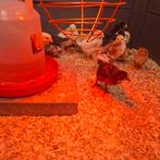 Poussins, Sexe inconnu, Poule ou poulet