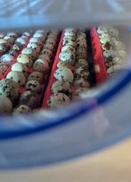 Japanse kwartel kuikens, Dieren en Toebehoren, Pluimvee, Geslacht onbekend, Overige soorten