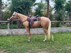 Magnifique Palomino Paint Horse - 3 ans -, Vermifugé, Hongre, Débourré, Moins de 160 cm