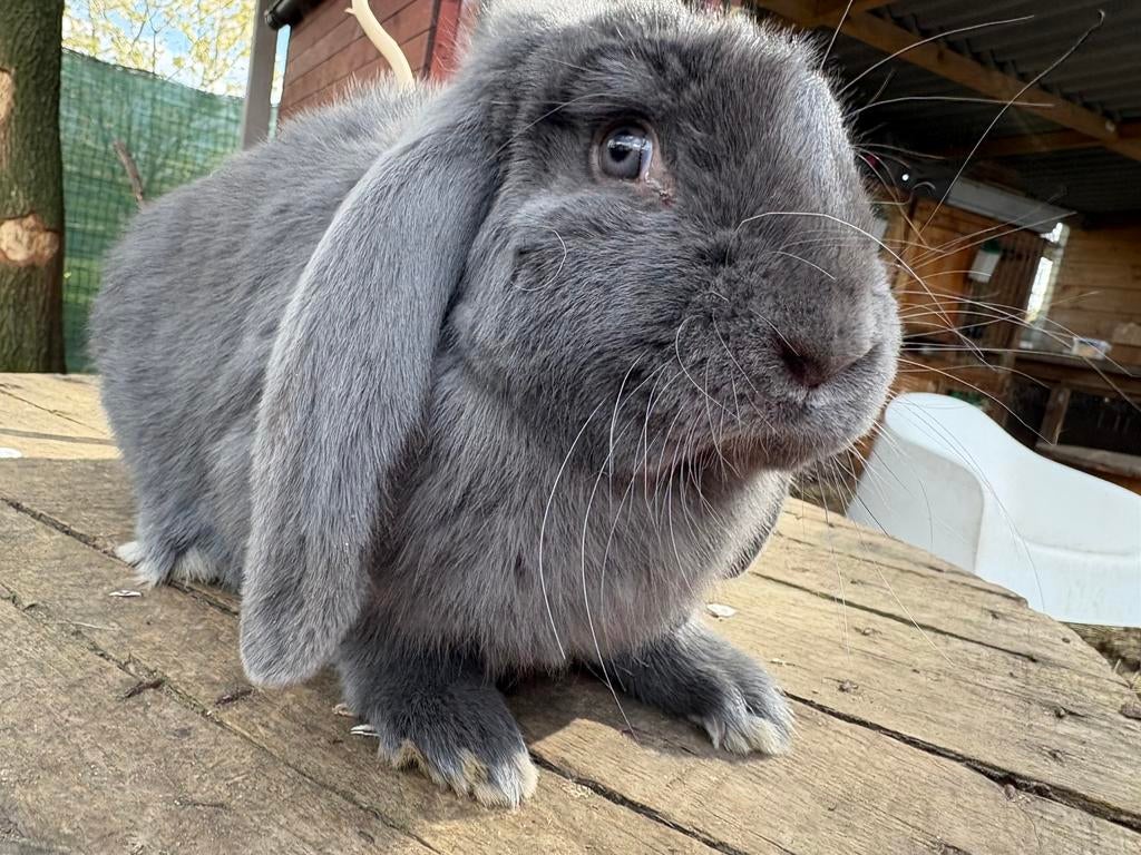 Franse hangoor ram, Oreilles tombantes