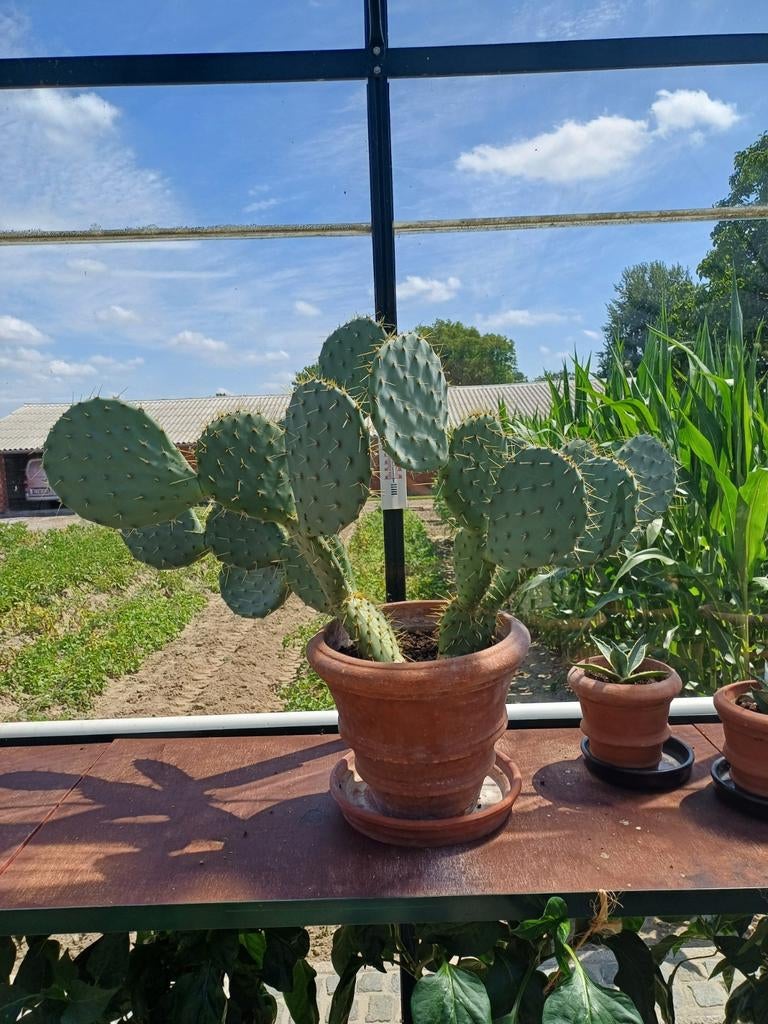 Cactus ficus indica, Tuin en Terras, Ophalen