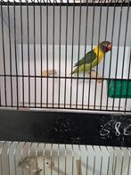 Personata vert, Animaux & Accessoires, Oiseaux | Perruches & Perroquets, Sexe inconnu, Perroquet nain ou Inséparable, Bagué