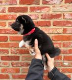 Lieve, speelse Shiba-Inu pups, Dieren en Toebehoren, België, Overige rassen, 8 tot 15 weken, Meerdere