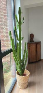 Beau cactus de 1m80, Maison & Meubles, Plantes d'intérieur, Enlèvement, Cactus