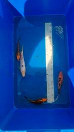 4 kleine koi