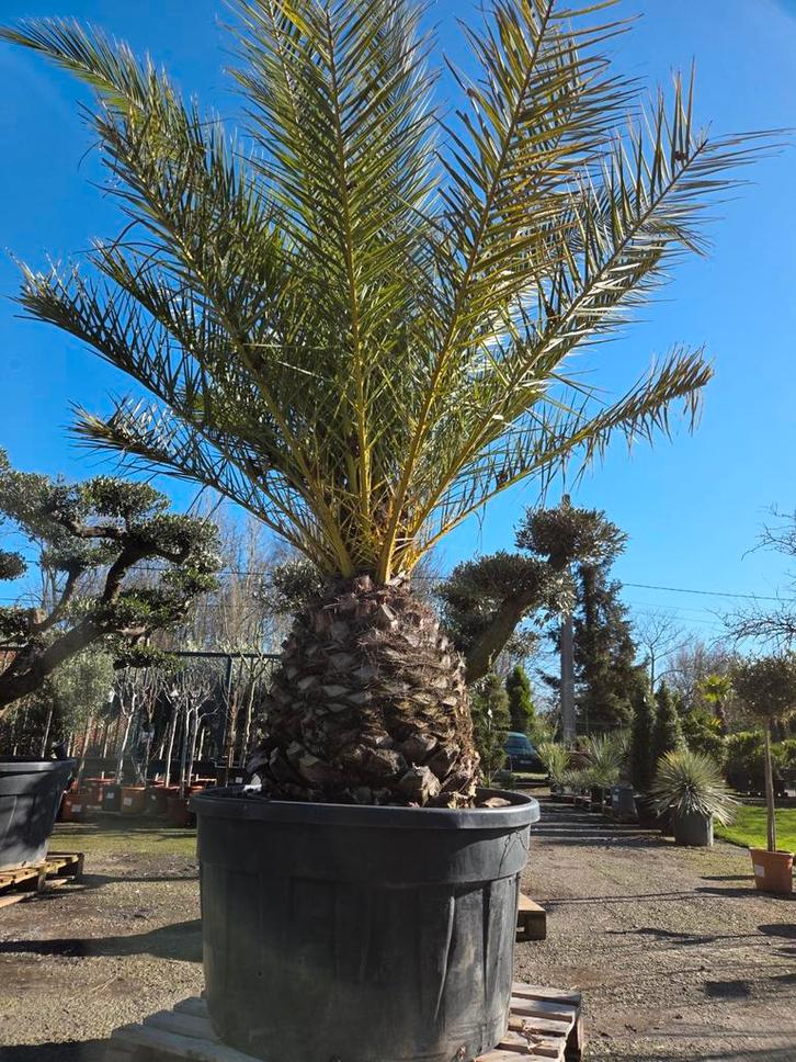 Palmboom Phoenix Canariensis, Tuin en Terras, Planten | Bomen, Palmboom, Ophalen