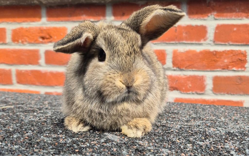 NHD x MINILOP Voedster, Femelle, Nain, Oreilles tombantes, 0 à 2 ans