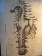 antiek origineel XVIIIe E. kopergravure F A Walter ANATOMIE, Ophalen of Verzenden