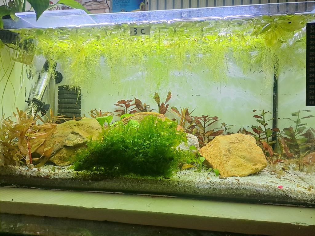 Aquarium met planten, filter, waterverwarmer en alle accesso, Dieren en Toebehoren, Ophalen of Verzenden, Filter