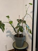 Gratis Monstera, Huis en Inrichting, Kamerplanten, Ophalen, Overige soorten, Halfschaduw, In pot