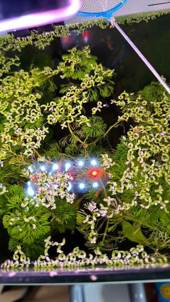 Oranje garnalen 20 tal 10€, Ophalen, Zo goed als nieuw