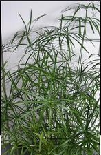 Mooi gewortelde stek van Papyrus kamerplant, Autres espèces, Plein soleil, Plante verte, 150 à 200 cm