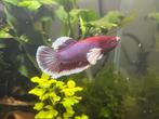 Betta, Animaux & Accessoires, Enlèvement, Neuf, Autres types