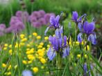 Irissen uit de Oostenrijkse alpen, Tuin en Terras, Planten | Tuinplanten, Ophalen