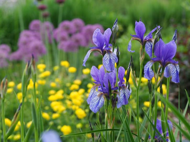 Irissen uit de Oostenrijkse alpen, Tuin en Terras, Planten | Tuinplanten, Ophalen