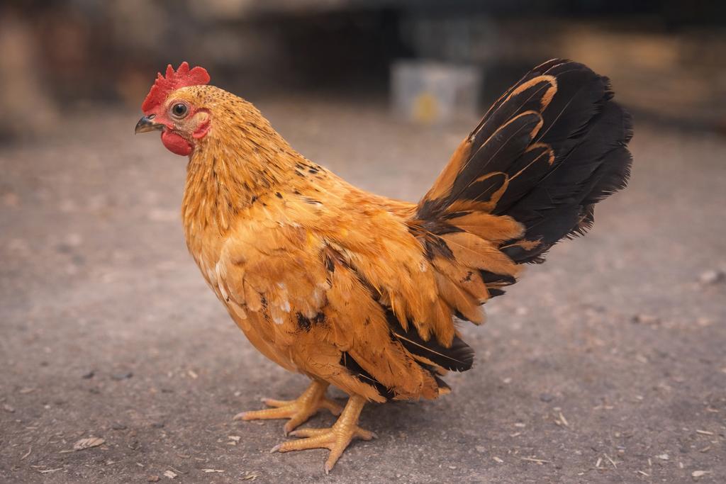 Serama haantjes < 2 maand, Dieren en Toebehoren, Pluimvee