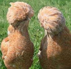 poules de Padoue (mille couleurs, etc.) 0499/082381, Femelle, Poule ou poulet