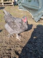 Haan Mechelse koekoek, Dieren en Toebehoren