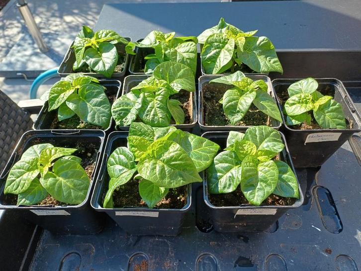 Peper Zaailingen HABANERO CHOCOLAT, Tuin en Terras, Planten | Tuinplanten, Groenteplanten, Volle zon, Ophalen