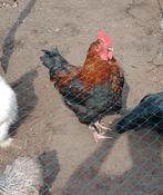 maran haan , van vorig voorjaar gratis, Dieren en Toebehoren, Mannelijk, Kip