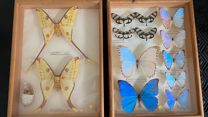 Collection Butterfly 60 boîtes, Collections, Collections complètes & Collections, Enlèvement