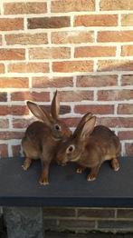 Jonge Belgische haaskonijnen