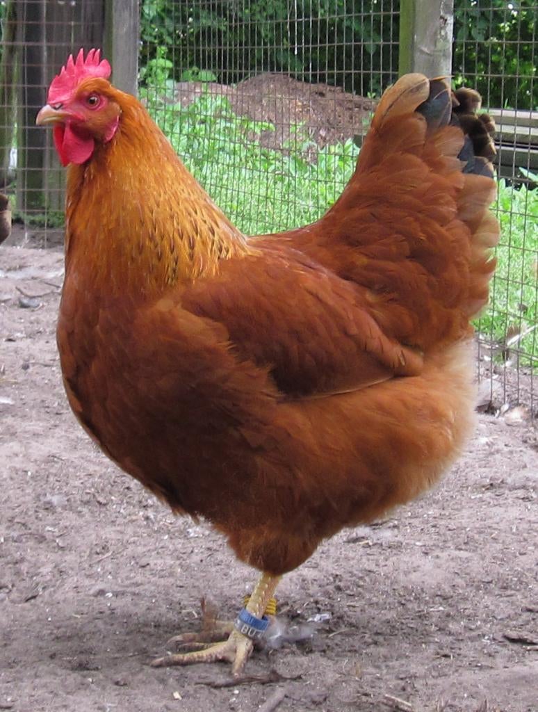 Broedeieren New Hampshire, Dieren en Toebehoren