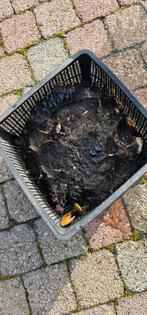 Waterlelie, Jardin & Terrasse, Étangs, Enlèvement