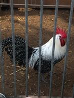 Haan zilverbrakel, Mâle, Poule ou poulet