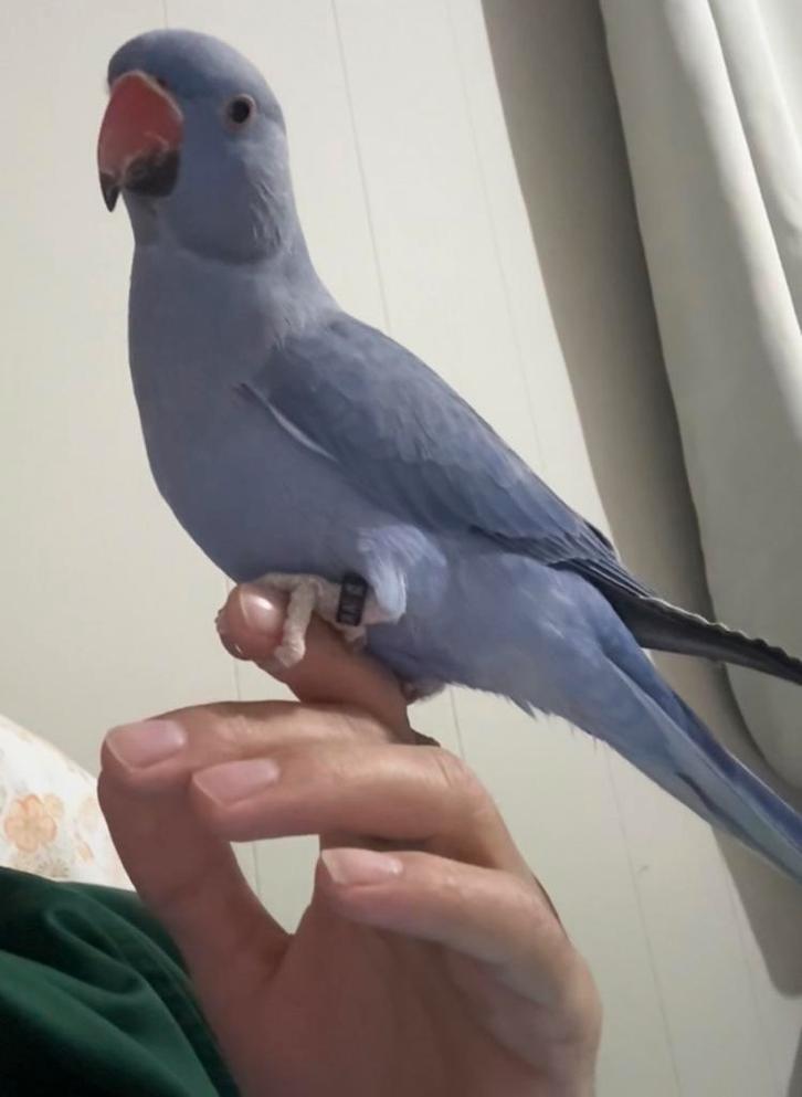 halsbandparkiet, Animaux & Accessoires, Oiseaux | Perruches & Perroquets, Sexe inconnu, Domestique