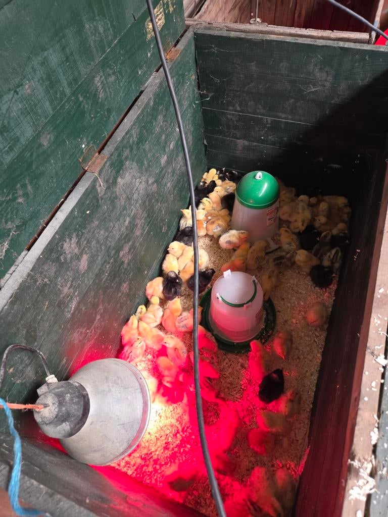 Poussin poule pondeuse Région Mons, Animaux & Accessoires, Enlèvement