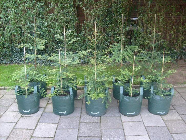 Coast Redwood bomen: hoogste boom ter wereld!, Tuin en Terras, Planten | Bomen, Overige soorten, 100 tot 250 cm, Halfschaduw, In pot