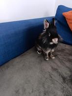 Te koop konijn samen met kot..., Enlèvement, Niche, Lapin