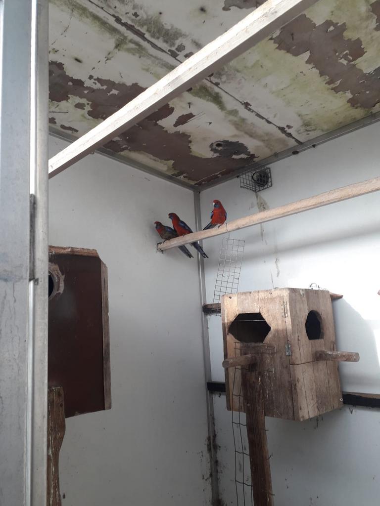 Pennant rosella parkieten 2025 te koop, Animaux & Accessoires, Oiseaux | Perruches & Perroquets, Plusieurs animaux, Perruche, Bagué