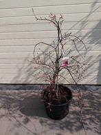Acer Dissectum Garnet, Tuin en Terras, Ophalen, In pot, Halfschaduw