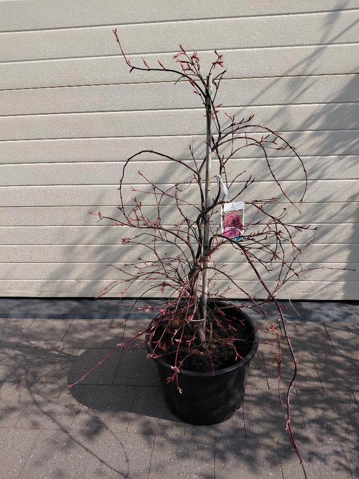 Acer Dissectum Garnet, Tuin en Terras, Planten | Bomen, Halfschaduw, In pot, Ophalen