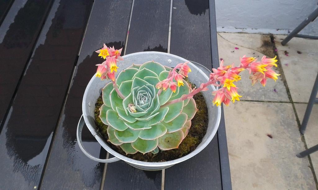 plantes succulentes de cèdre, Enlèvement, Été, Plante fixe