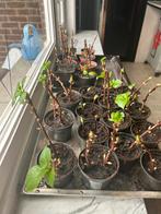 Jonge klimhortensia stekken., Ophalen