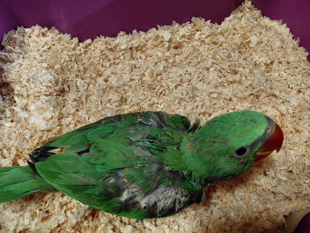 2 Baby Grote Alexanderparkieten., Dieren en Toebehoren, Geslacht onbekend, Parkiet, Geringd