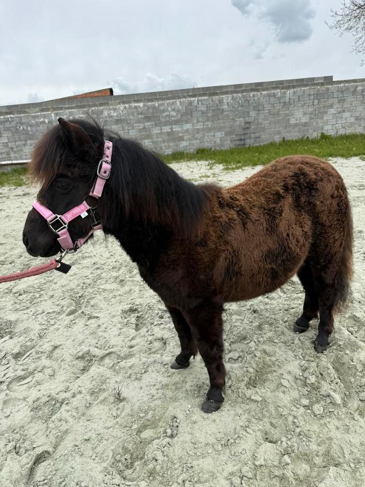 Jument Shetland, Animaux & Accessoires, Poneys, Jument, Ne s'applique pas, Poney A (jusqu'à 1.17 m), 0 à 2 ans, Avec pedigree