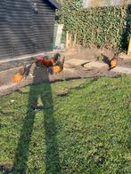 Broedeieren goudbrakels te koop, Dieren en Toebehoren, Pluimvee, Meerdere dieren, Kip