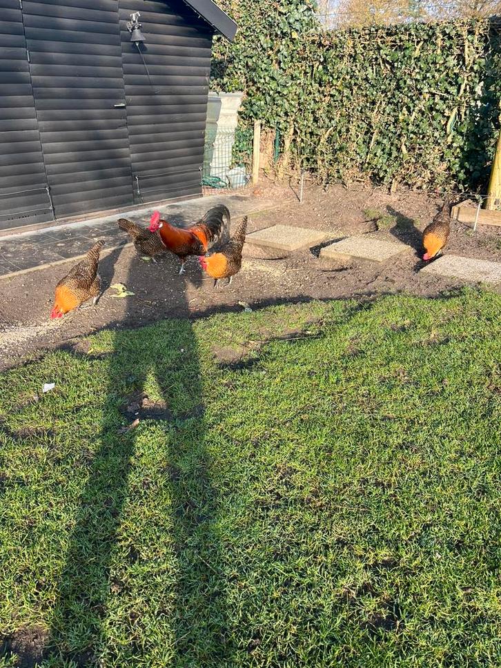 Broedeieren goudbrakels te koop, Dieren en Toebehoren, Pluimvee, Kip, Meerdere dieren